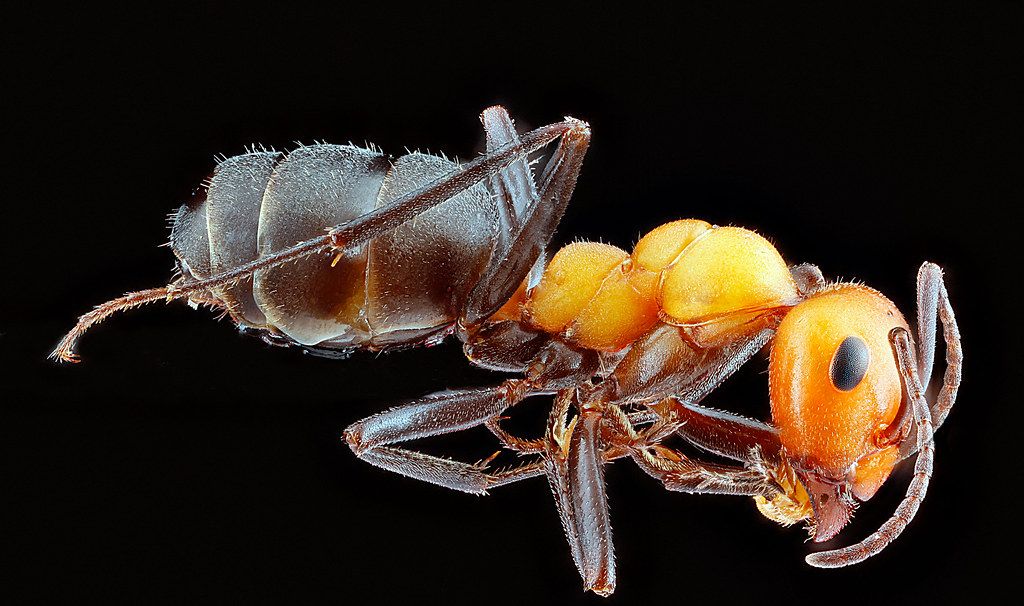 Ant Control service in Rocky Mount, NC