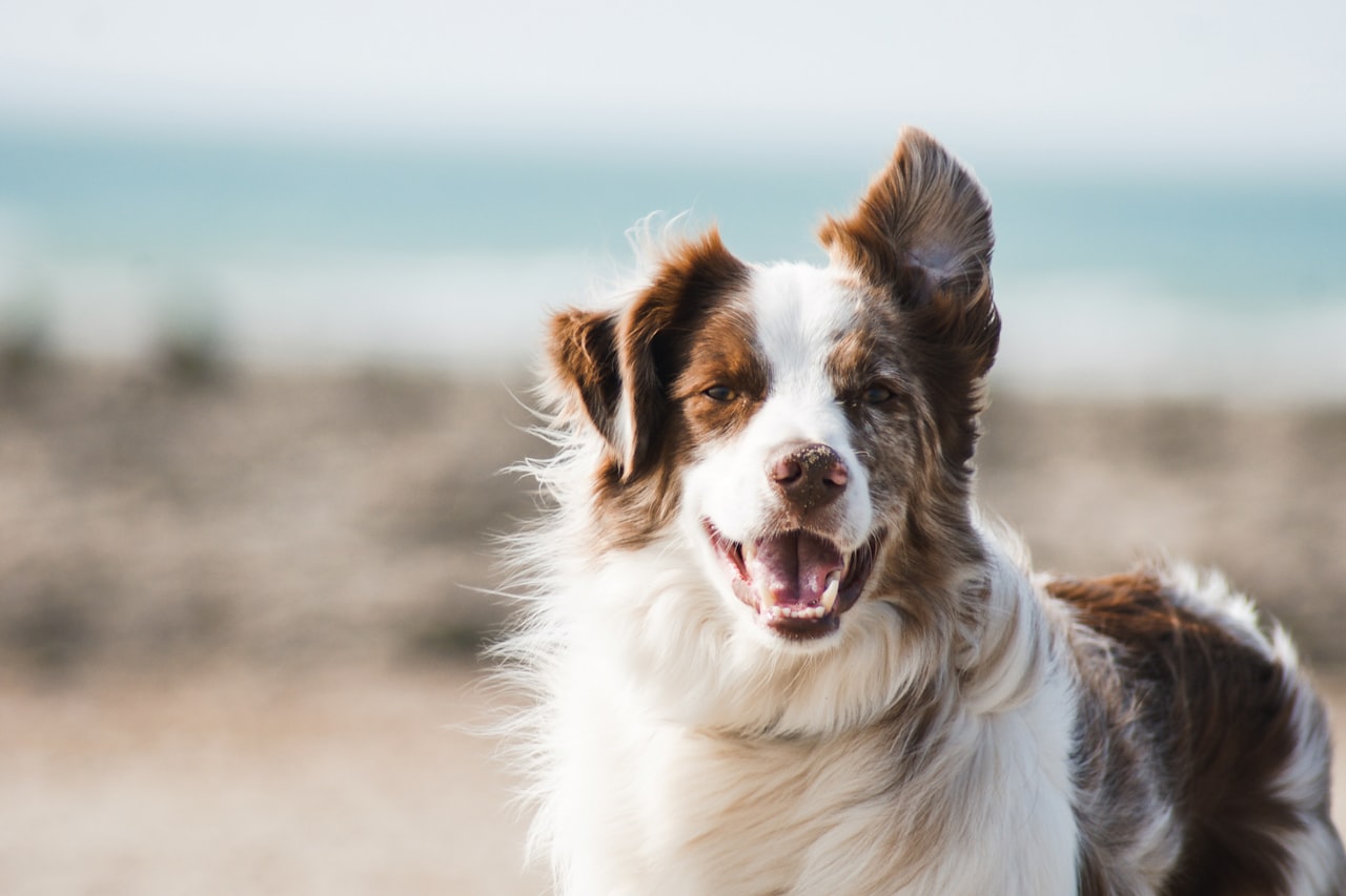 Flea & Tick Control service in Rocky Mount, NC