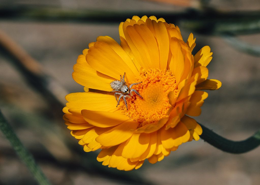 Spider Control service in Rocky Mount, NC